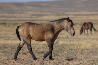 Sonbaharda Wyoming çölünde genç vahşi bir at.