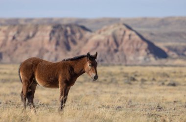 Sonbaharda Wyoming çölünde genç vahşi bir at.