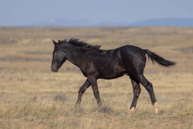 Sonbaharda Wyoming çölünde genç vahşi bir at.