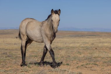 Sonbaharda Wyoming çölünde genç vahşi bir at.