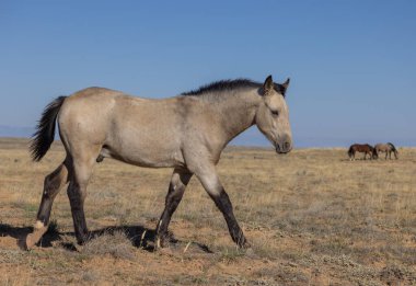 Sonbaharda Wyoming çölünde genç vahşi bir at.