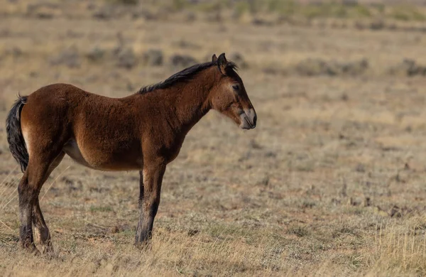 Joven Caballo Salvaje Desierto Wyoming Otoño — Foto de Stock