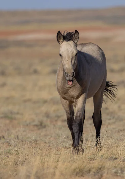 Jovem Cavalo Selvagem Deserto Wyoming Outono — Fotografia de Stock