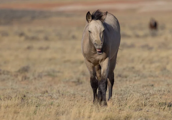 Young Wild Horse Wyoming Desert Autumn — Stock Photo, Image