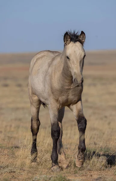Young Wild Horse Wyoming Desert Autumn — Stock Photo, Image