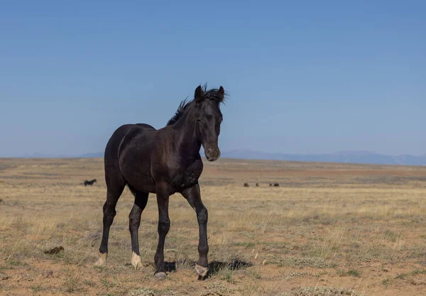 Jovem Cavalo Selvagem Deserto Wyoming Outono — Fotografia de Stock
