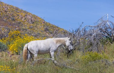 Arizona Çölü yakınlarındaki Salt River 'da kır çiçeklerinde vahşi bir at.