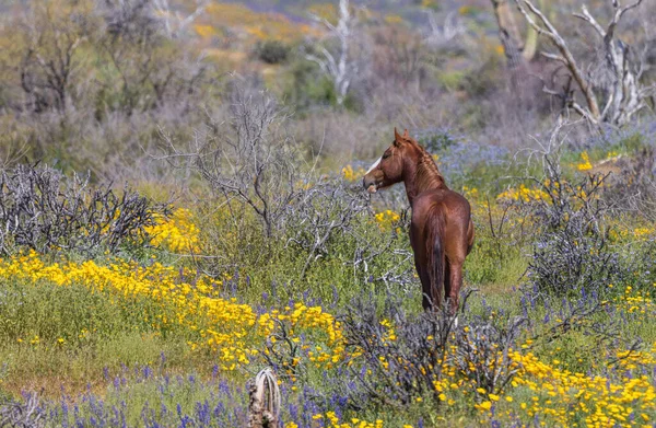 a wild horse in wildflowers near the Salt River in the Arizona desert in springtime