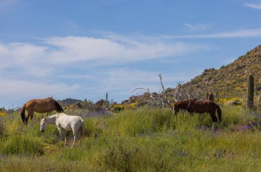 Baharda Arizona Çölü 'ndeki Salt River yakınlarında kır çiçeklerinde yabani atlar.