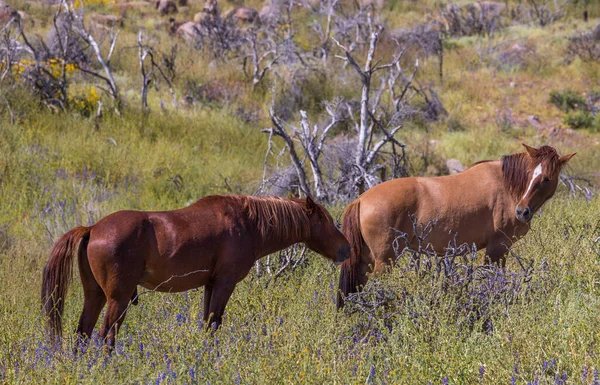 wild horses in wildflowers near the Salt River in the Arizona desert in spring