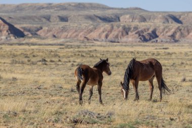 Wyoming çölünde sonbaharda vahşi bir kısrak ve tay.