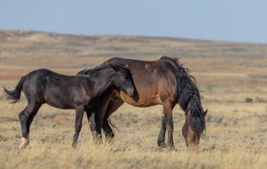 Wyoming çölünde sonbaharda vahşi bir kısrak ve tay.