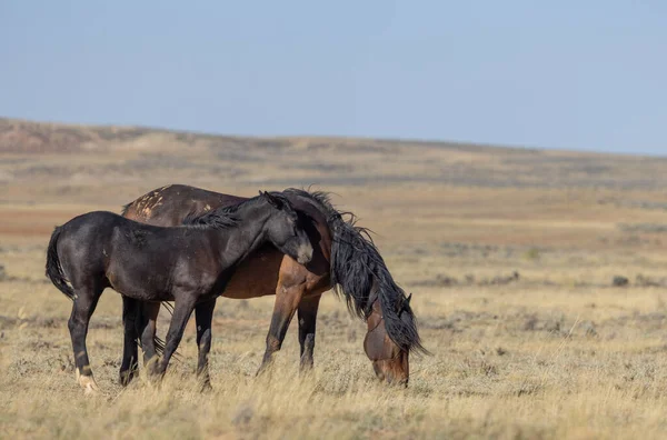 stock image a wild horse mare and foal in the Wyoming desert in autumn