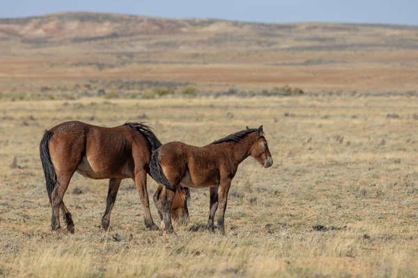 Klacz Źrebak Dzikiego Konia Pustyni Wyoming Jesienią — Zdjęcie stockowe