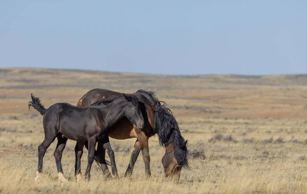 Divoká Koňská Klisna Hříbě Poušti Wyoming Podzim — Stock fotografie