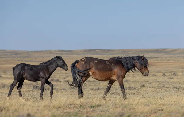 Wild Horse Mare Foal Wyoming Desert Autumn — Stock Photo, Image