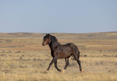 Wyoming çölünde sonbaharda vahşi atlar