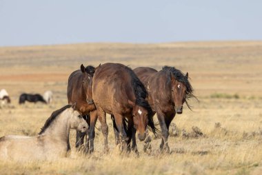 Wyoming çölünde sonbaharda vahşi atlar