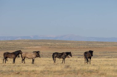 Wyoming çölünde sonbaharda vahşi atlar