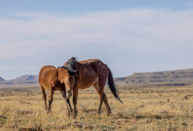 Wyoming çölünde sonbaharda vahşi atlar