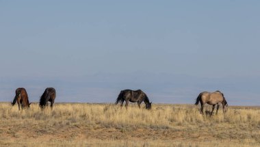 Wyoming çölünde sonbaharda vahşi atlar