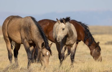 wild horses in autumn in the Wyoming desert clipart