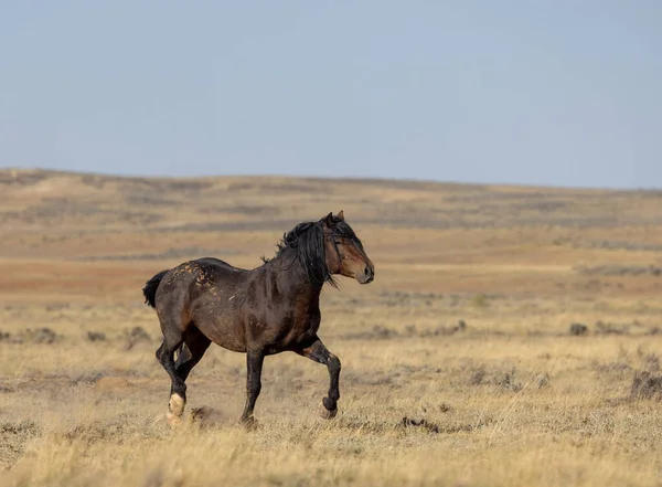 Chevaux Sauvages Automne Dans Désert Wyoming — Photo