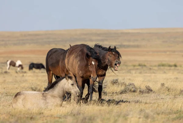 Wild Horses Autumn Wyoming Desert — Stock Photo, Image
