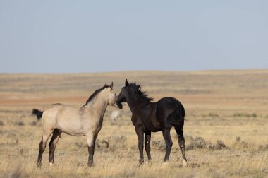Genç vahşi atlar sonbaharda Wyoming çölünde oynuyorlar.