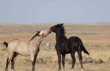Genç vahşi atlar sonbaharda Wyoming çölünde oynuyorlar.