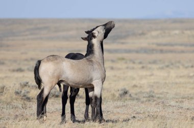 Genç vahşi atlar sonbaharda Wyoming çölünde oynuyorlar.