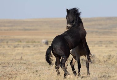 Genç vahşi atlar sonbaharda Wyoming çölünde oynuyorlar.