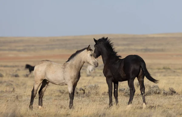 Young Wild Horses Playing Wyoming Desert Autumn — Stock Photo, Image