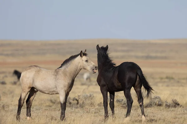 Młode Dzikie Konie Grające Jesienią Pustyni Wyoming — Zdjęcie stockowe