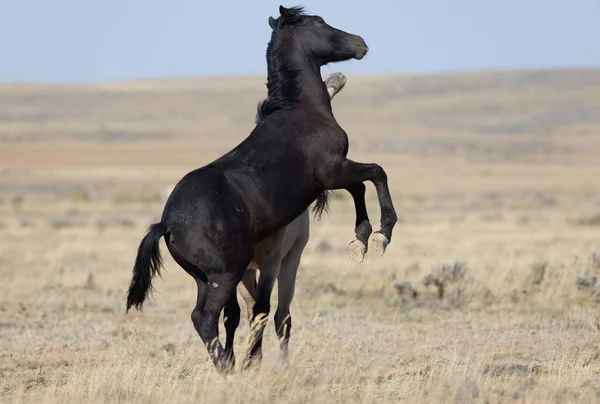 Jovens Cavalos Selvagens Que Jogam Deserto Wyoming Outono — Fotografia de Stock