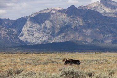 Wyoming 'de sonbaharda bir boğa geyik çiftleşmesi yaşarmış.