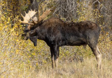 Wyoming 'de sonbaharda bir boğa geyik çiftleşmesi yaşarmış.