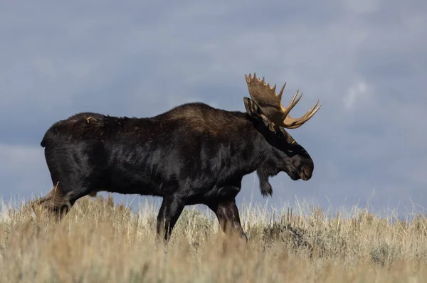 Toro Shiras Alce Durante Rutina Wyoming Otoño — Foto de Stock