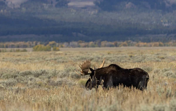 Toro Shiras Alce Durante Carreggiata Wyoming Autunno — Foto Stock
