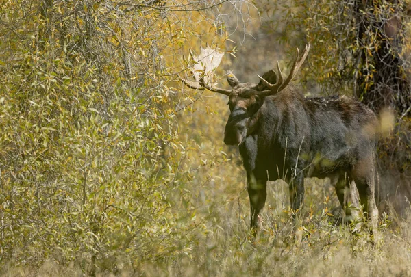 Een Stier Shiras Elanden Tijdens Sleur Wyoming Herfst — Stockfoto