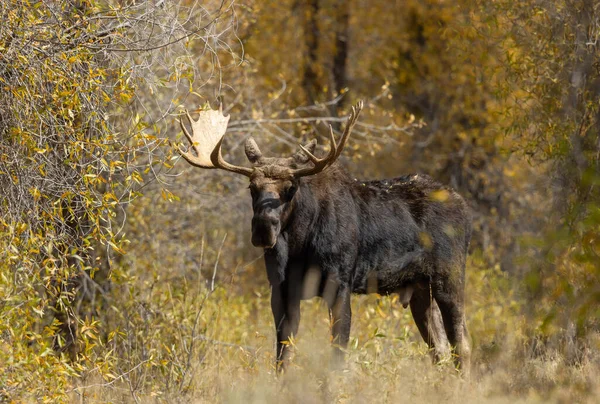 Tjur Tröjor Älg Ruffen Wyoming Hösten — Stockfoto