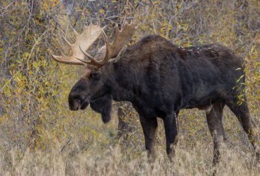 Wyoming 'deki sonbahar monotonluğu sırasında bir boğa shiras geyiği