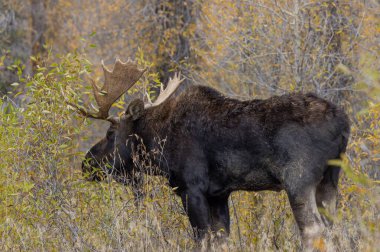 Wyoming 'deki sonbahar monotonluğu sırasında bir boğa shiras geyiği