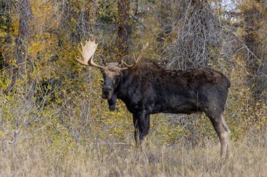 Wyoming 'deki sonbahar monotonluğu sırasında bir boğa shiras geyiği