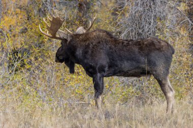Wyoming 'deki sonbahar monotonluğu sırasında bir boğa shiras geyiği