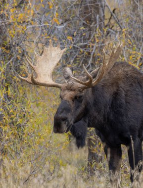 Wyoming 'deki sonbahar monotonluğu sırasında bir boğa shiras geyiği