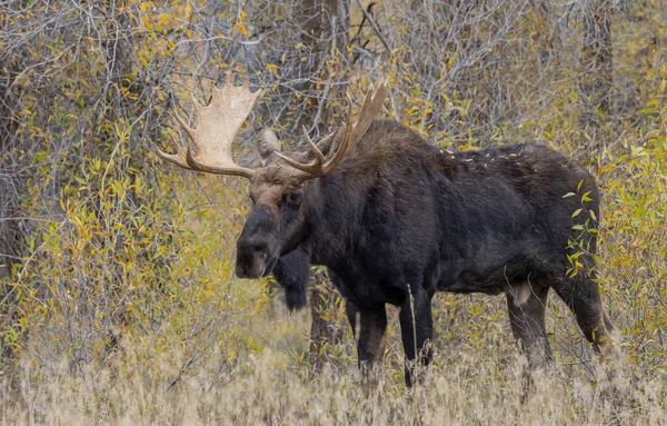 Een Stier Shiras Eland Tijdens Herfst Bronst Wyoming — Stockfoto