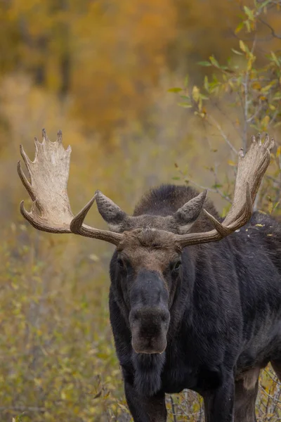 Tjur Tröjor Älg Hösten Rut Wyoming — Stockfoto