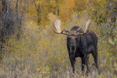 Wyoming 'deki sonbahar monotonluğu sırasında bir boğa shiras geyiği