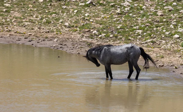 在蒙大拿州普赖尔山脉的一个水坑里 一匹野马正在奔跑 — 图库照片